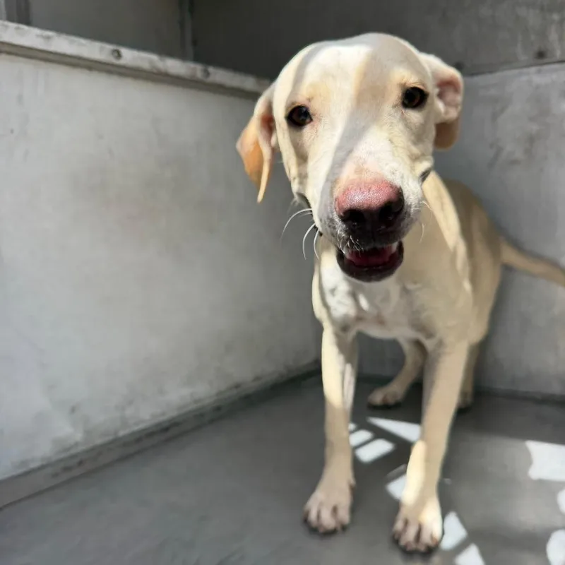 An adult medium-sized female Shepherd dog named Daffy for adoption in Edinburg, TX