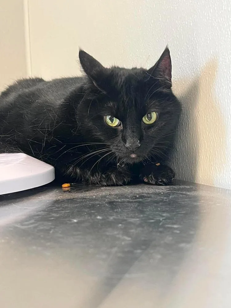 An adult medium-sized female Black Domestic Short Hair cat named Sweet Pea for adoption in Bolivar, MO