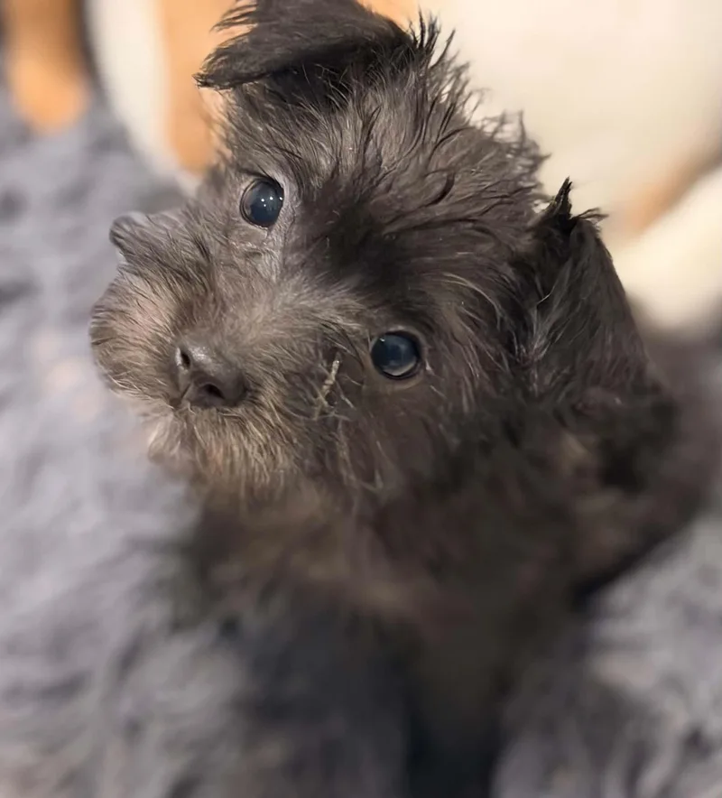 A baby small-sized female Gray / Blue / Silver Yorkshire Terrier dog named Grey for adoption in Phoenix, AZ