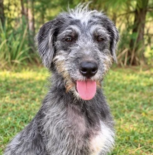 A young medium-sized female Schnauzer dog named Juni for adoption in Foley, AL