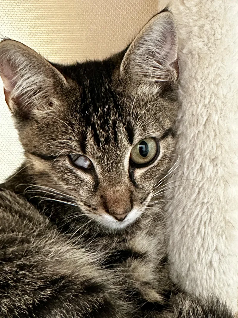 A baby medium-sized male Tabby (Gray / Blue / Silver) Domestic Short Hair cat named Merlin for adoption in Houston, TX