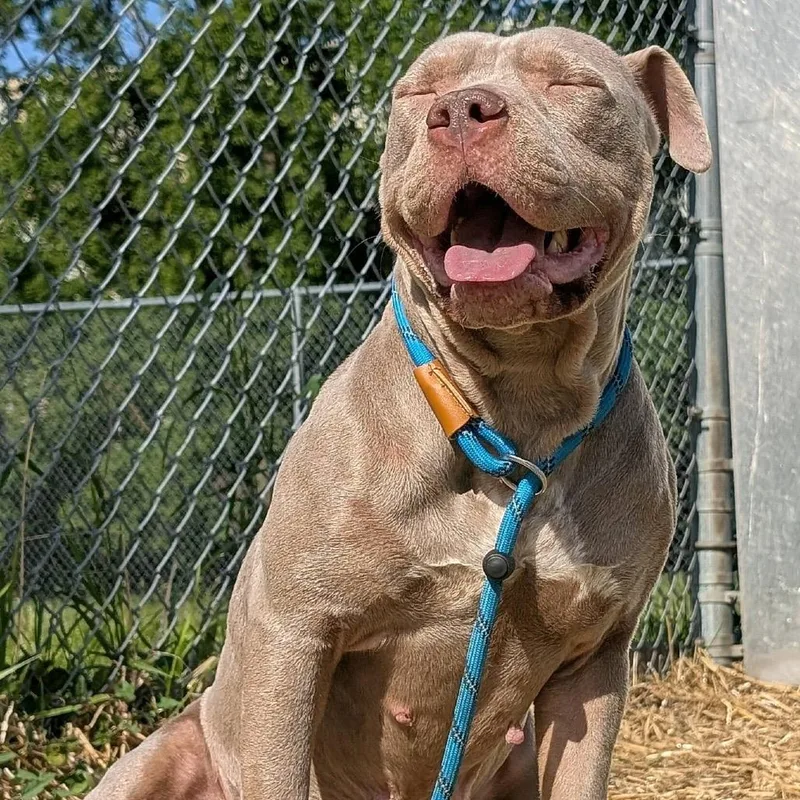 An adult medium-sized female Gray / Blue / Silver Pit Bull Terrier dog named Lilac for adoption in Northbrook, IL
