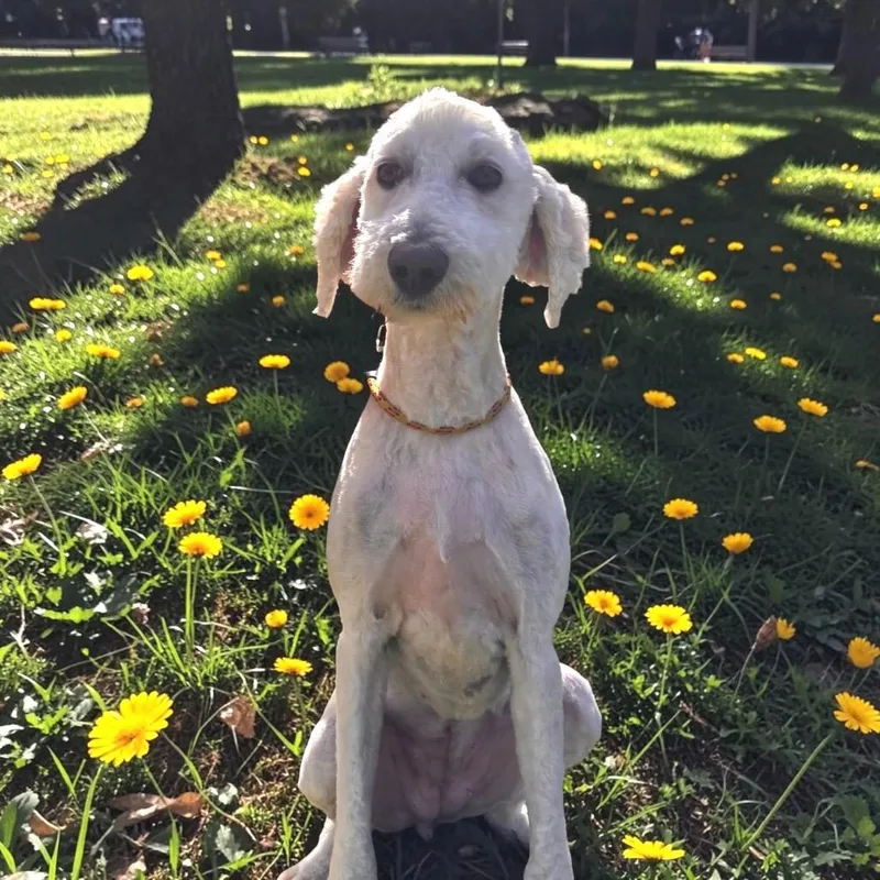 An adult large-sized female White / Cream Standard Poodle dog named Pinky Pie for adoption in Point Richmond, CA