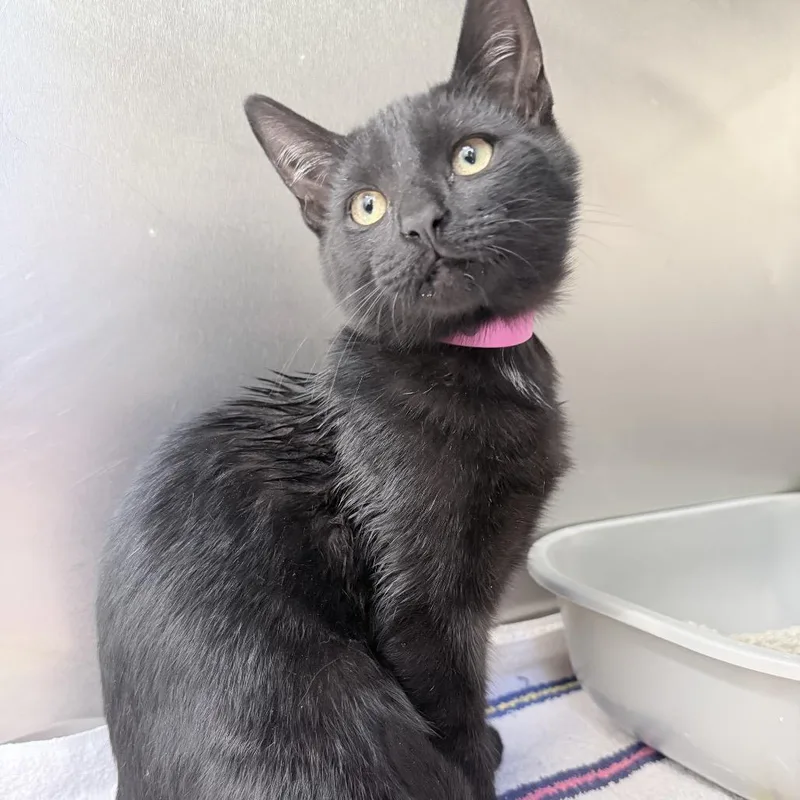 A baby small-sized female Black Domestic Short Hair cat named Pluto for adoption in Auburn, AL