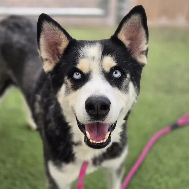 Chulo