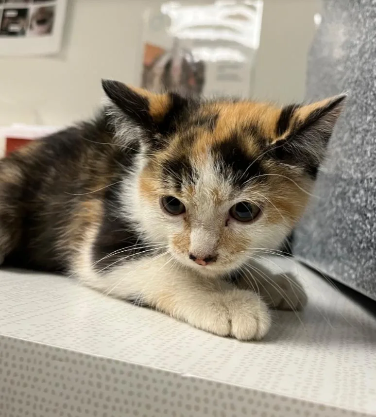 A baby small-sized female American Shorthair cat named Madonna for adoption in Greenfield, IN