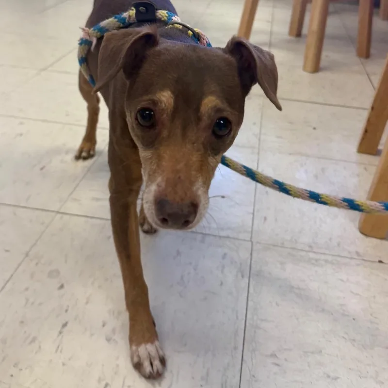 A young small-sized male Brown / Chocolate Jack Russell Terrier dog named Monte for adoption in Jacksonville, AR