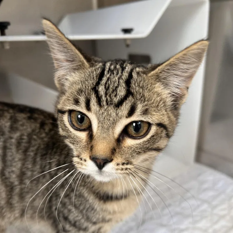 A baby small-sized male Domestic Short Hair cat named Wren for adoption in Eureka Springs, AR