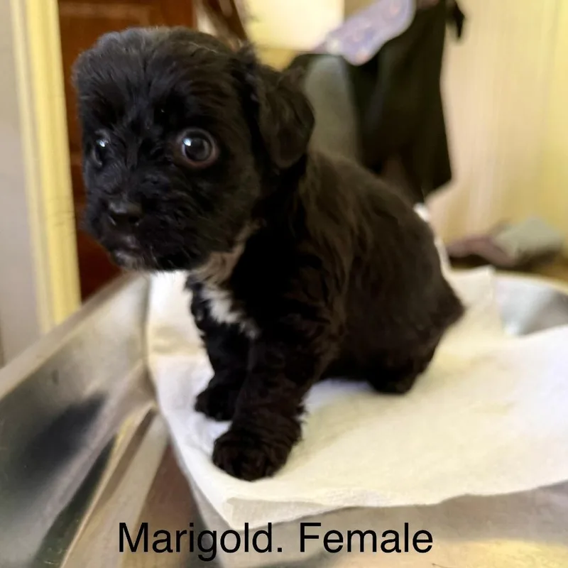 A baby small-sized female Dachshund dog named Marigold for adoption in Cumming, GA