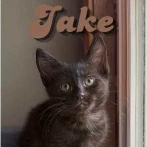 A baby small-sized male Domestic Short Hair cat named Jake for adoption in Cumming, GA