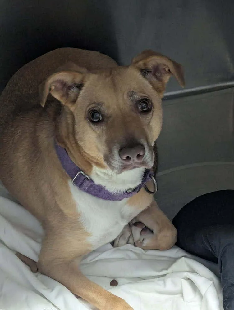 An adult medium-sized female White / Cream Pit Bull Terrier dog named Madeline for adoption in Evansville, IN