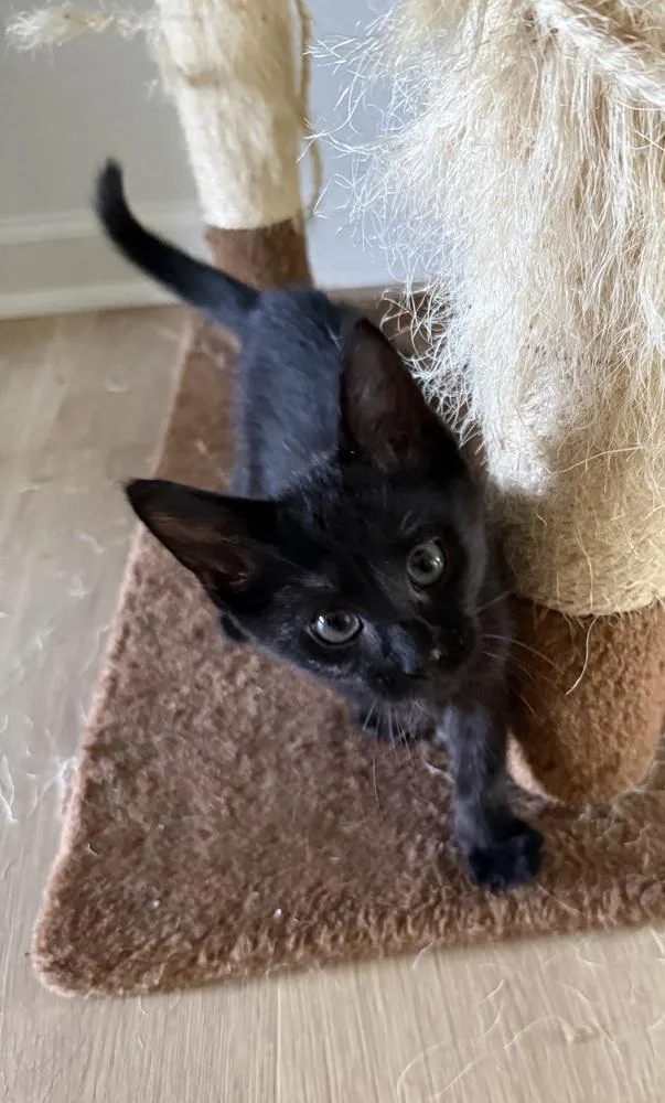 A baby small-sized male Black Domestic Short Hair cat named Midnight Sc for adoption in Greenville, SC
