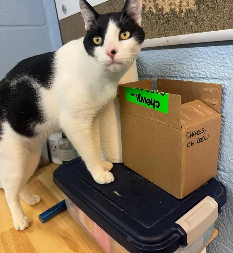 An adult medium-sized male Black & White / Tuxedo Domestic Short Hair cat named Houdini for adoption in Bloomfield, NJ