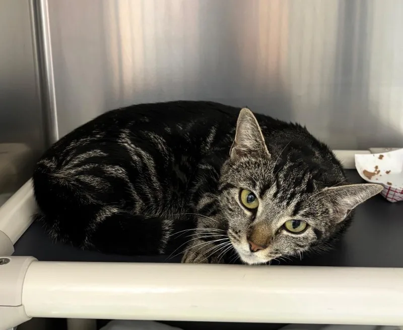 A young medium-sized female Domestic Short Hair cat named Virgo for adoption in Pomona, NY