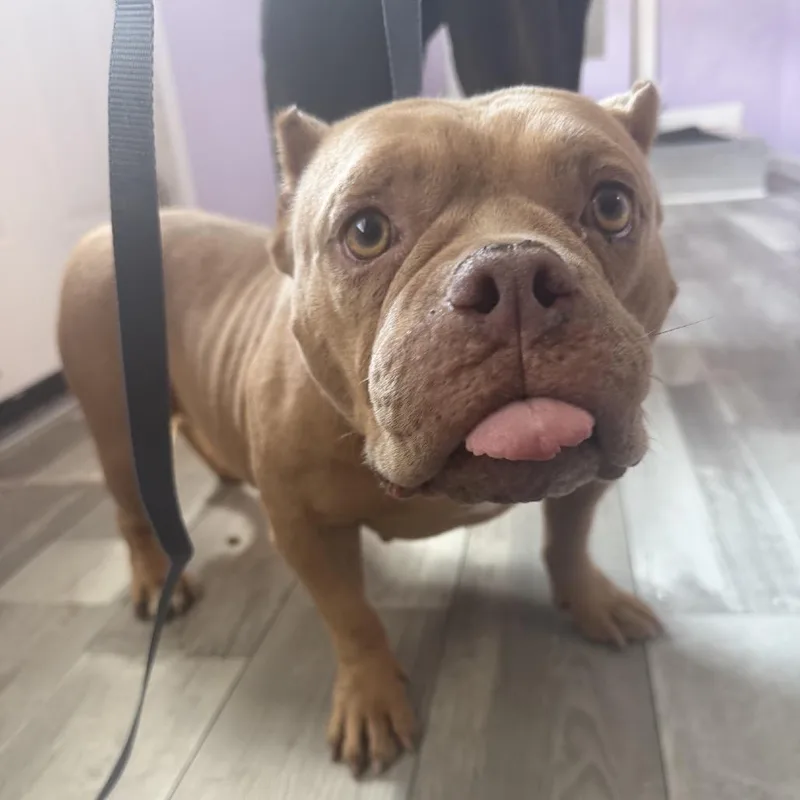 An adult medium-sized female Yellow / Tan / Blond / Fawn Pit Bull Terrier dog named Dipper for adoption in Northbrook, IL