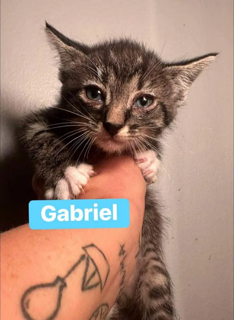 A baby medium-sized male American Shorthair cat named Gabriel for adoption in Melbourne , FL