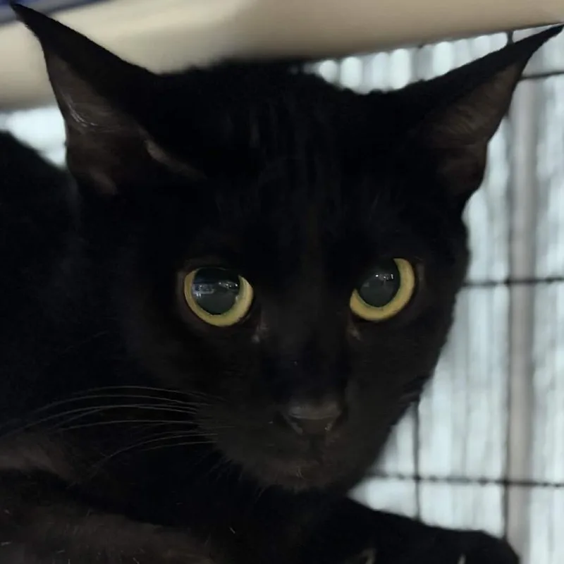 A young small-sized female Black Bombay cat named Marishka for adoption in Clarksville, AR