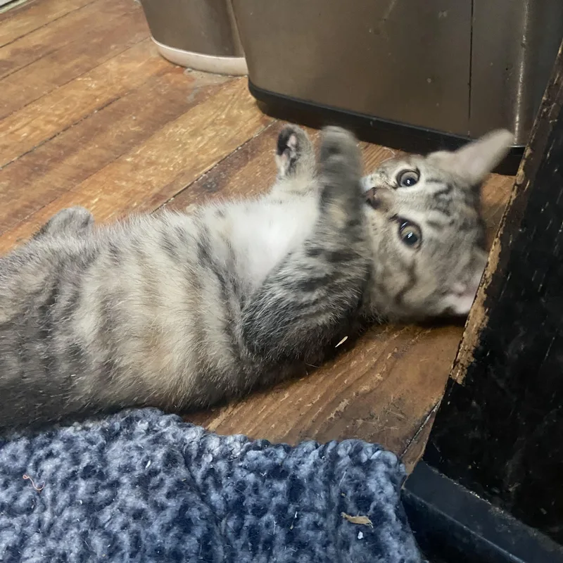 A baby small-sized female Tabby (Tiger Striped) Domestic Short Hair cat named Cynthia Coleman for adoption in Morrison, CO