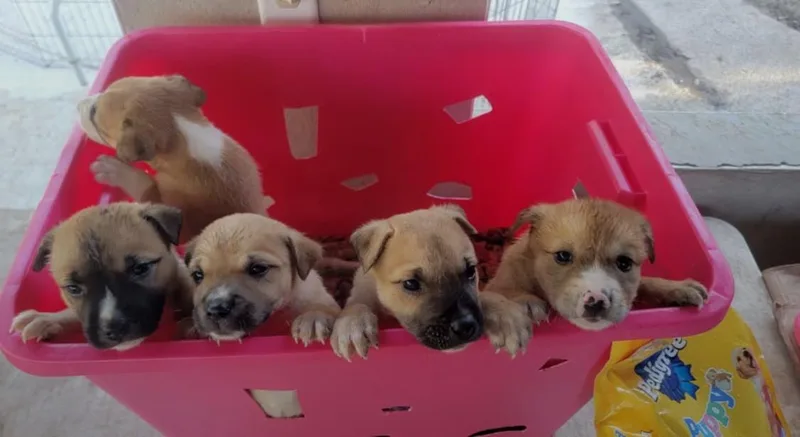 Butterscotch thumbnail 4