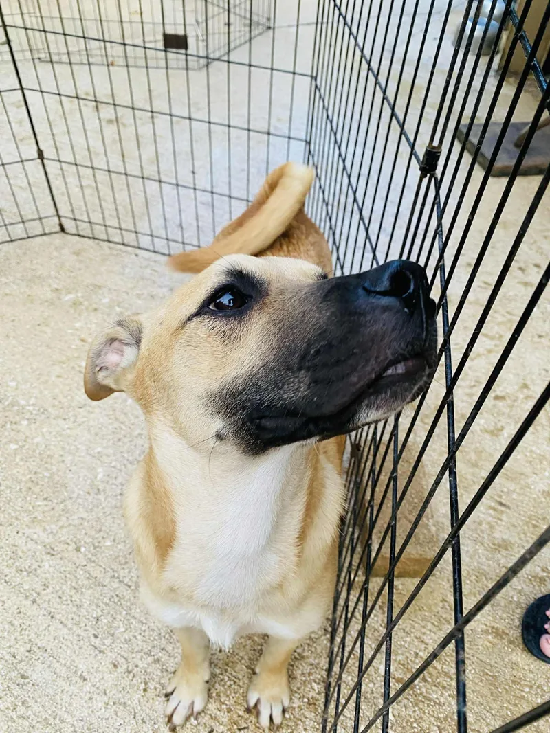 Butterscotch thumbnail 5