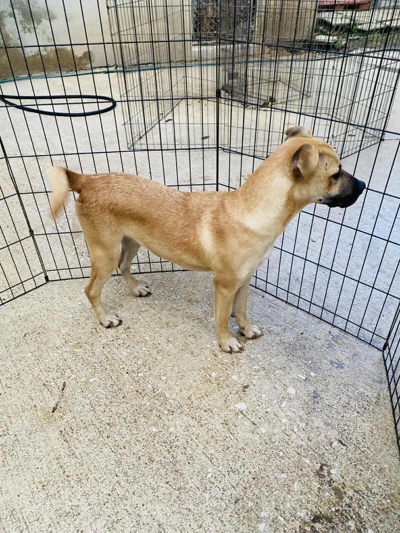 Butterscotch thumbnail 6