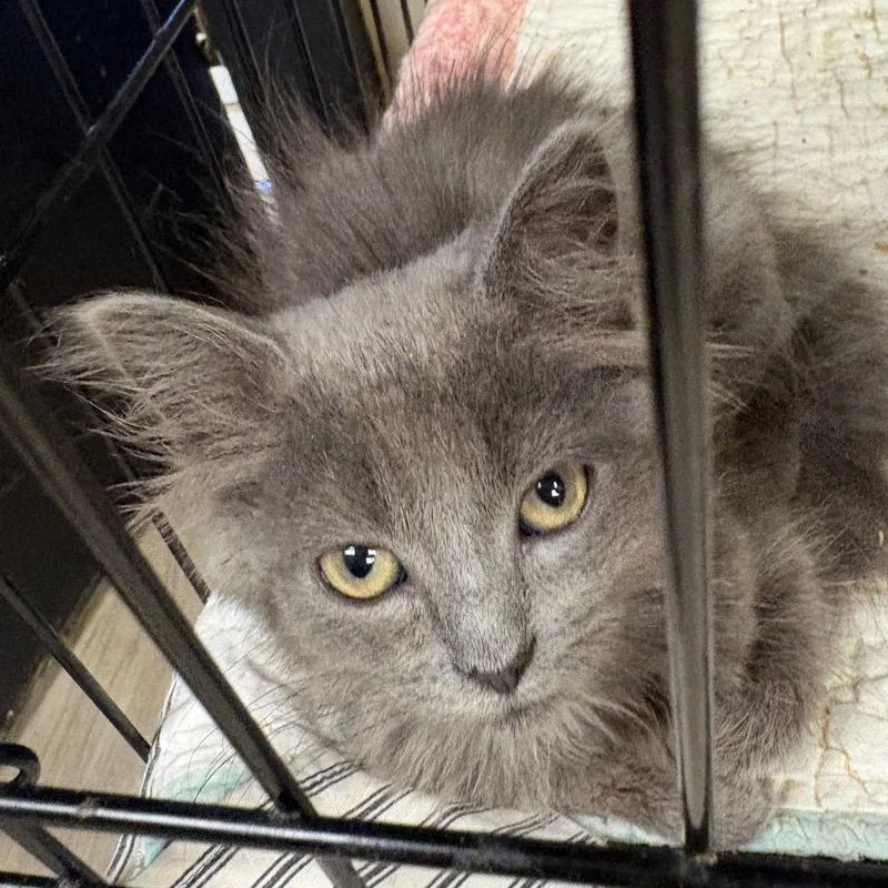 A baby small-sized female Gray / Blue / Silver Domestic Long Hair cat named Dust Bunny for adoption in Pennsville, NJ