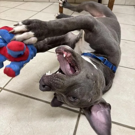 A young medium-sized male Gray / Blue / Silver Pit Bull Terrier dog named Blue for adoption in Springfield, MA