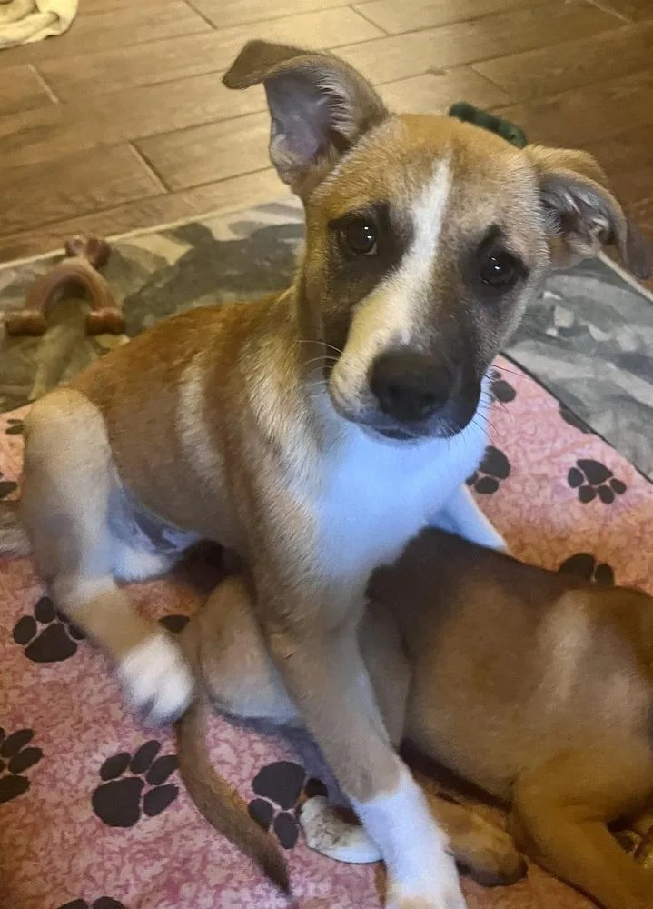 A baby medium-sized female White / Cream Mountain Cur dog named Rachel Preschool for adoption in Boston, MA