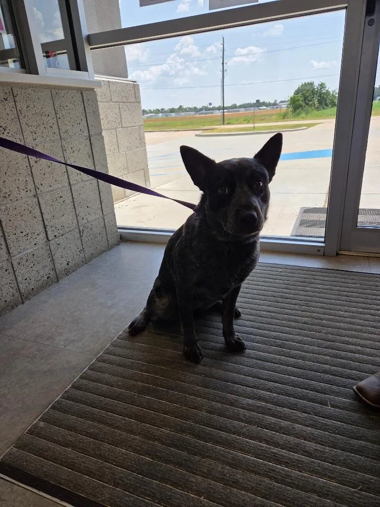 A young large-sized male Cattle Dog dog named Charlie for adoption in Bossier City, LA