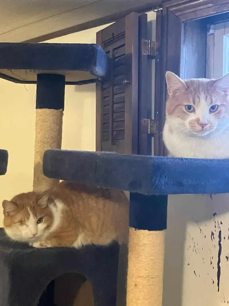 Ember  Bonded Pair thumbnail 2