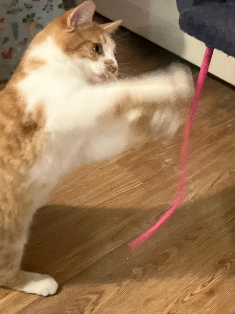 Ember  Bonded Pair thumbnail 3