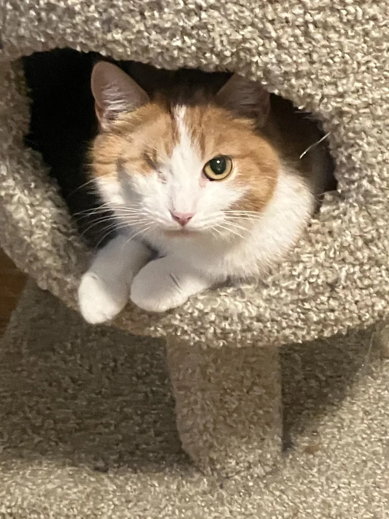 Ember  Bonded Pair thumbnail 4