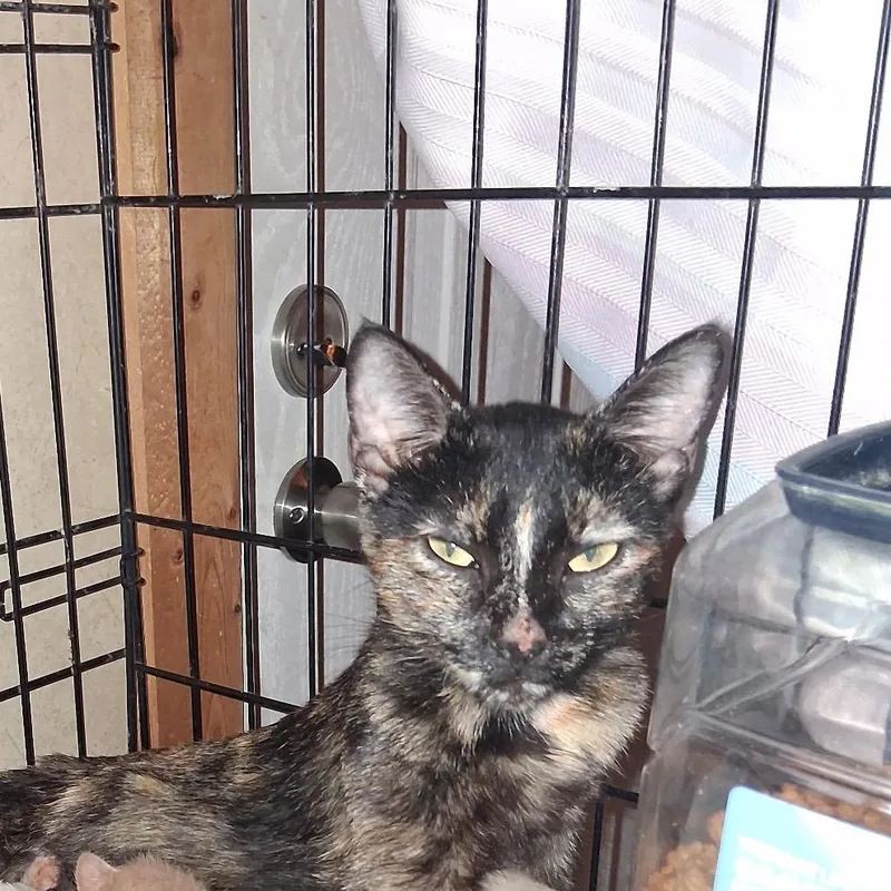 A young medium-sized female American Shorthair cat named Miracle for adoption in mount vernon, AR