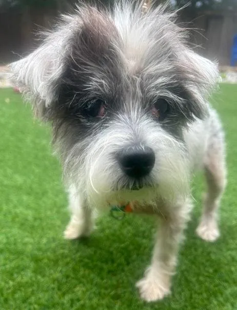A senior small-sized female Shih Tzu dog named Hannah for adoption in Dallas, TX