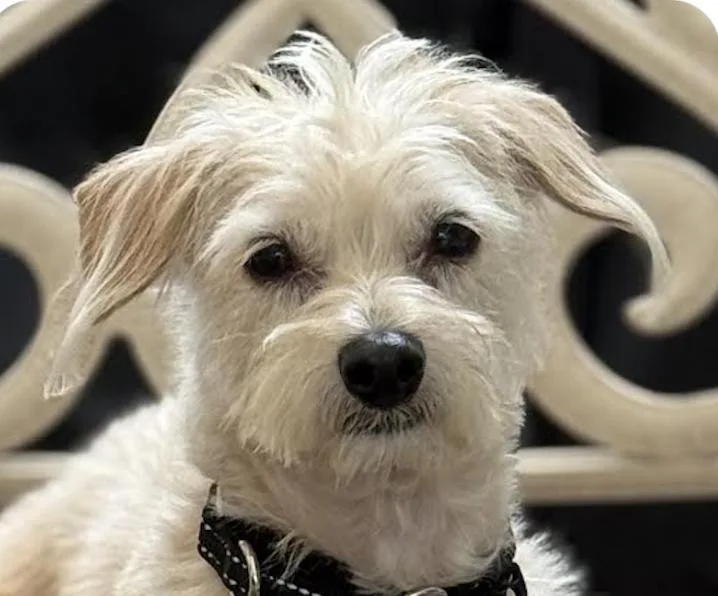 An adult small-sized female Terrier dog named Kayla for adoption in San Ramon, CA