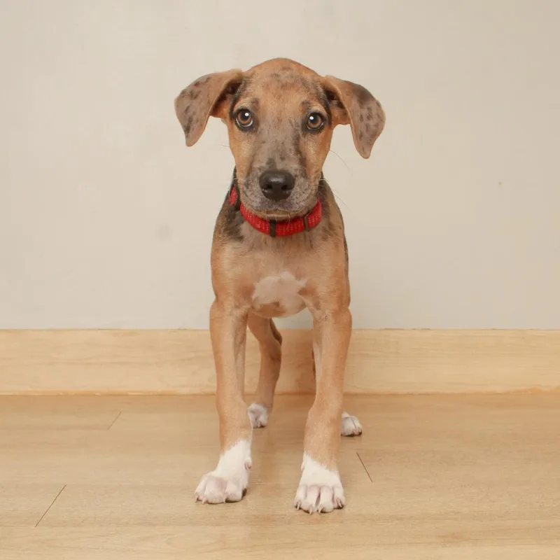 A baby medium-sized male Brown / Chocolate Catahoula Leopard Dog dog named Ranger Smith D for adoption in Minnetonka, MN