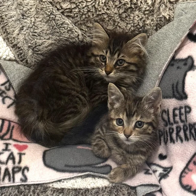 A baby small-sized female Gray / Blue / Silver Domestic Short Hair cat named Toffee for adoption in San Pedro, CA
