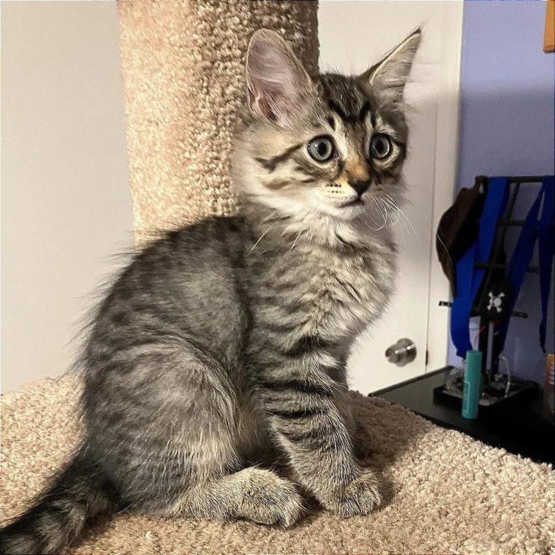 A baby small-sized female Gray / Blue / Silver Domestic Short Hair cat named A Abby for adoption in Pleasant Hill, CA