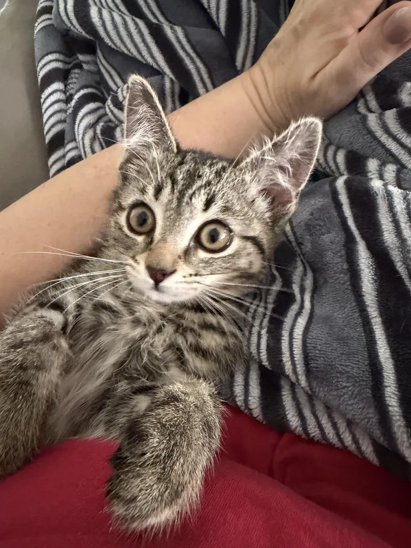 A baby medium-sized male Tabby (Brown / Chocolate) Domestic Short Hair cat named Pillsbury for adoption in Lewis Center, OH