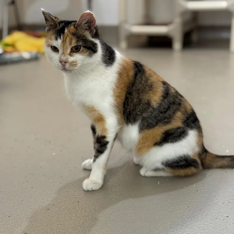 Josephine thumbnail 2