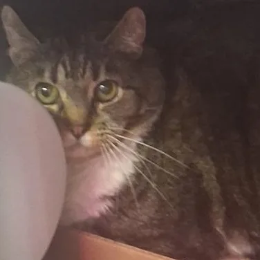 A senior large-sized female Brown / Chocolate Domestic Medium Hair cat named Bella for adoption in Rapid City, SD