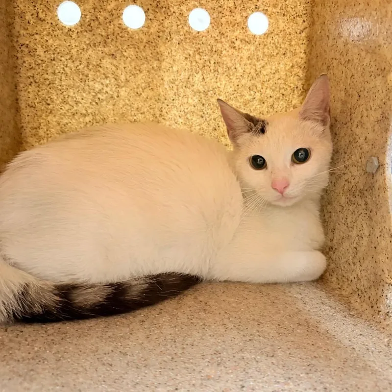 A young medium-sized female White Domestic Short Hair cat named Veva for adoption in Philadelphia, PA