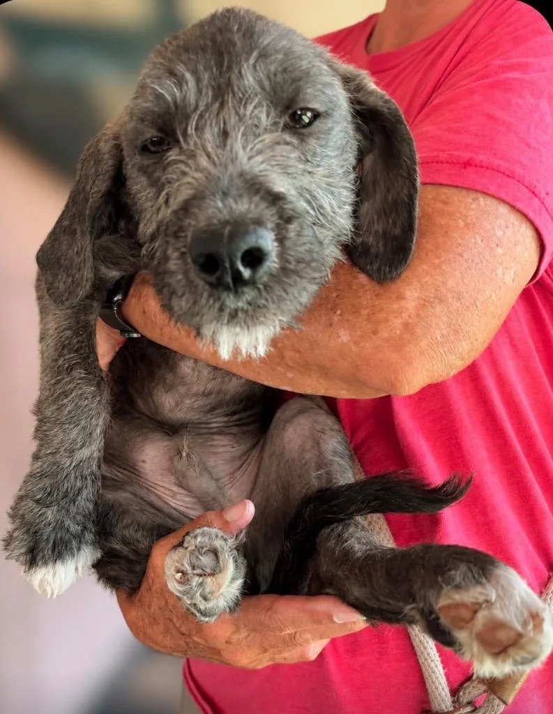 A baby medium-sized male Wirehaired Pointing Griffon dog named Gable for adoption in San Diego, CA