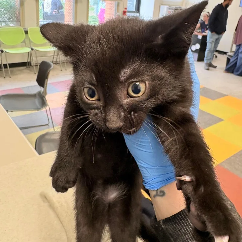 A baby small-sized male Black Domestic Short Hair cat named Camp for adoption in Philadelphia, PA
