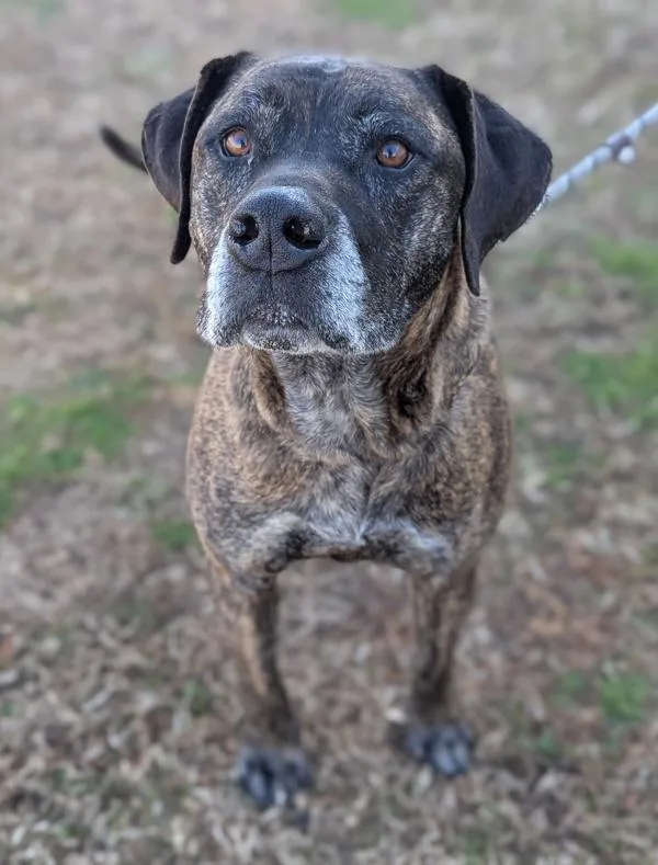 An adult extra large-sized male Mastiff dog named Car Jacker for adoption in Richmond, VA