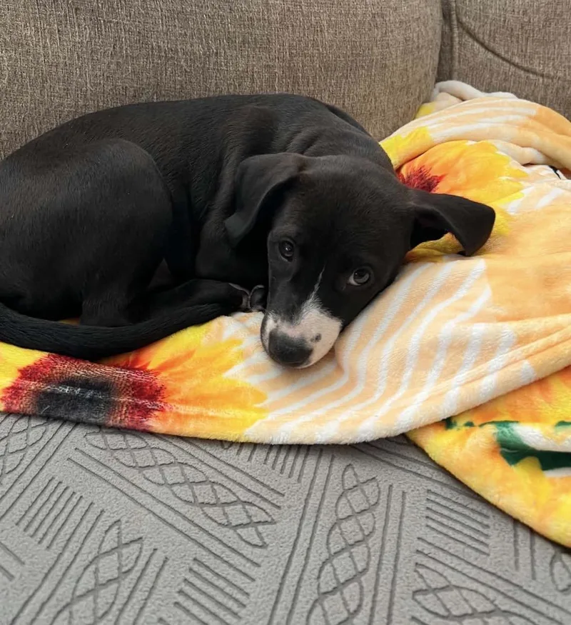 A baby medium-sized female Bicolor Mixed Breed dog named Juno for adoption in Maineville, OH