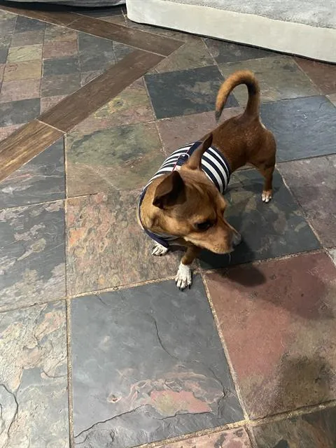 A young small-sized male Chihuahua dog named Tito for adoption in San Antonio, TX