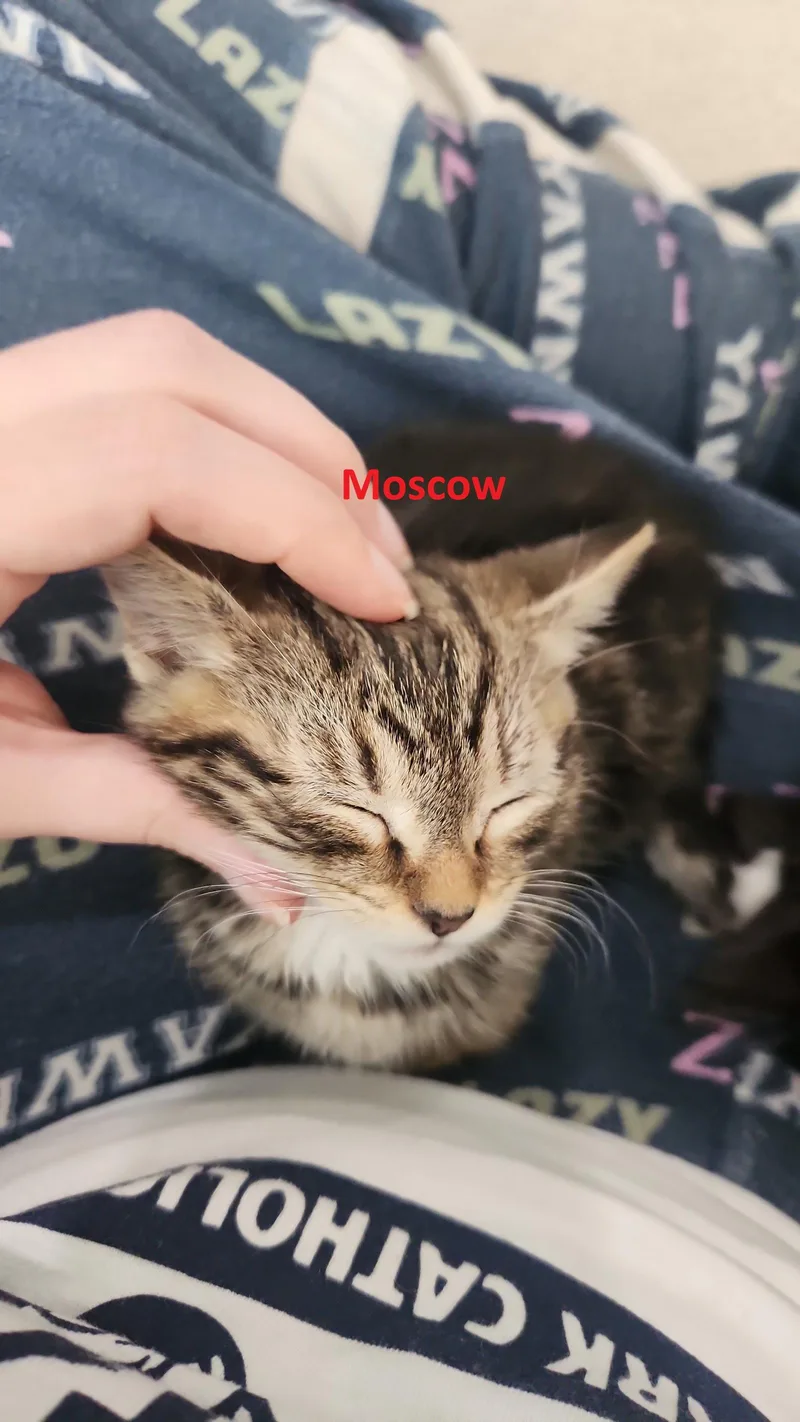 A baby medium-sized male Brown / Chocolate Domestic Short Hair cat named Yankee Doodle & Moscow for adoption in Herndon, VA