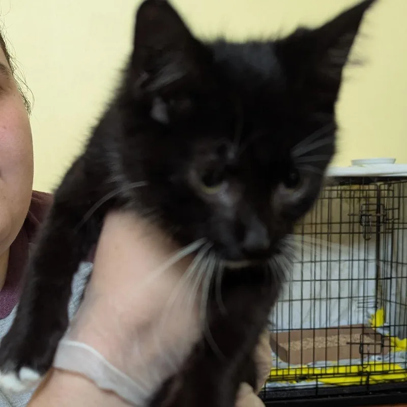 A baby small-sized male Black Domestic Short Hair cat named Wishley for adoption in Lynchburg, VA
