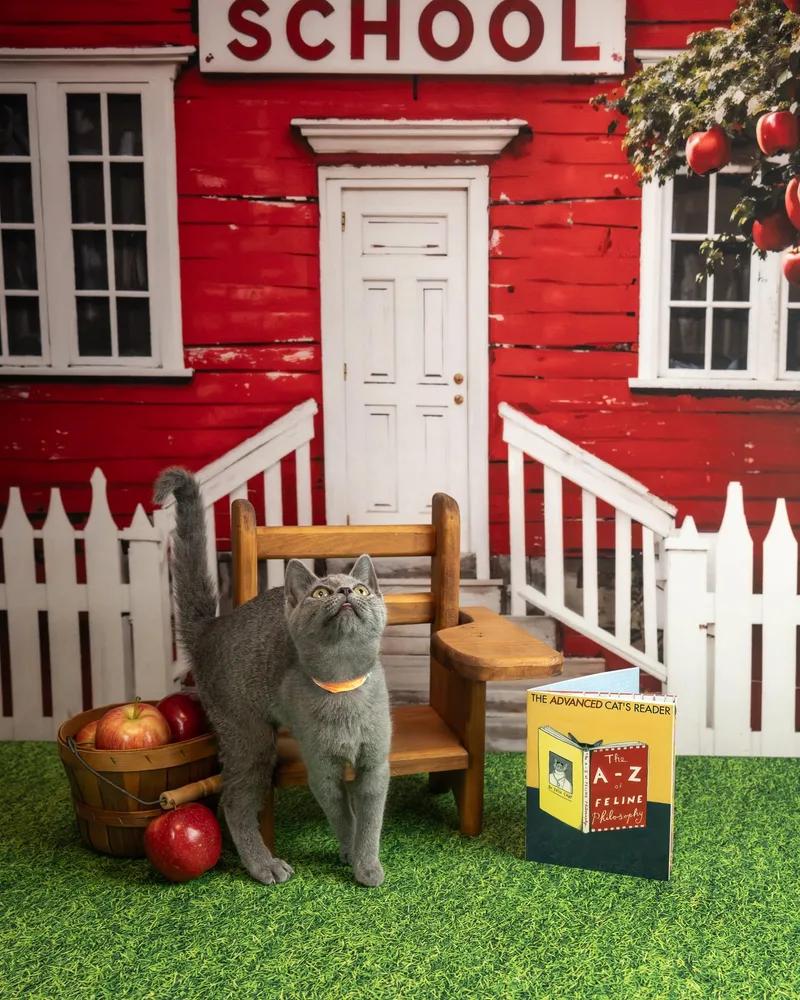 A baby small-sized female Gray / Blue / Silver Domestic Short Hair cat named Sylvia for adoption in Lapeer, MI